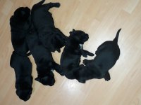 Sağlam şampiyon kanı cane corso