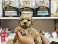 Efsane Güzellikte Hipoalerjenik Teacup Maltipoo
