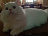 9 aylık kar beyazı british longhair oğlum