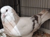 KURENK TAKIM ÜST DÜZEY GÜVERCİN