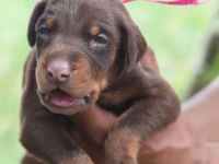 Ruhsatlı köpek çifliğinden doberman yavrular a scrli