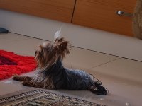 Terrier Yorkshire