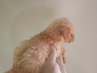 IRK VE SAĞLIK GARANTİ MALTİPOO YAVRULARIM