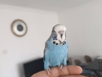 Show jumbo bebek muhabbet kuşu yavrular