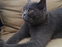 3 yaşında kısır british shorthair tokyo
