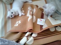 Kediler rezerve hazır scottish fold