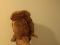 Kore tniy boy poodle bebekler