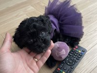 Teacup morkie köpeğimiz