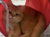 15 aylık ny12 dişi british shorthair