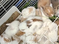 Yavru Tavşan Sütten Yeni Kesildi