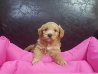 İNANILMAZ GÜZELLİKTE MALTİPOO YAVRULAR