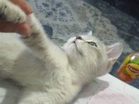 Çok tatlı safkan özel renkli british shorthair