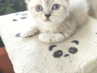 ev değişikliği nedeniyle sahiplendirilecek