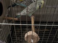 Show jumbo erkek ve dişi takım muhabbet kuşu