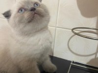 Mavi boncuğum scottish fold