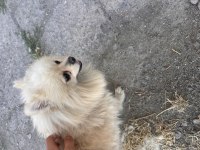 En uygun aşılı güzel pomeranian