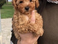 Toy Poodle Köpekler
