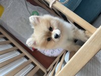8 Aylık pomeranian boo