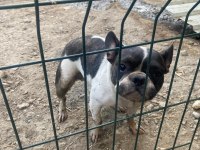 Fransız Bulldog Köpeği Dişi
