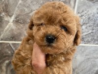 Orjinal Minyatür Toy Poodle Yavrular