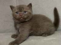 Cinnamon British Shorthair
