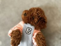 Erkek Yavru Poodle