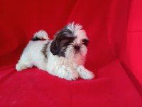 Shih tzu bebekler