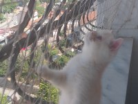 Saf kan exotic shorthair erkek yavru