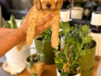 Toy Poodle yavruları ırk sağlık garantili