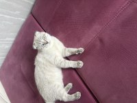 Scottish Fold Blue point shorthair erkek 7 aylık