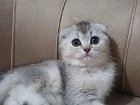 Teslime Hazır Dişi SCOTTİSH FOLD Yavrumuz