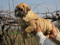 SİTENİN DEDİKODUSU BULLDOG PONÇİKLERİM