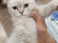 3 Aylık Scottish Fold