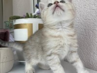 British shorthair