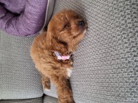 Toy Poodle 2 Aylık Dişi