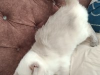 Acil satılık british shorthair