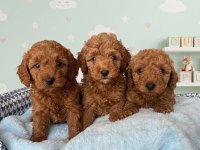 Safkan Toy Poodle Yavrularımız
