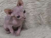 Naked Beauty Sphynx Cattery