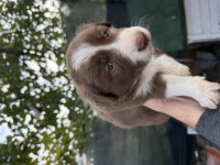 Saf Kan Border Collie