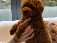 Eğitilebilir Toy Poodle Yavruları İle Evinize Neşe Katın