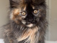 Türkiyenin her yerine bizzat teslim dişi maine coon