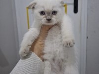 Scottish Fold Blue