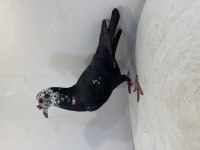 Polonya Gönderim 1. sınıf vitri güvercinler