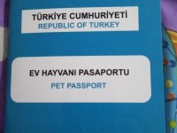 Maltipoo 9 aylık