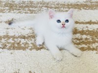Şecereli British Shorthair Golden Point erkek yavru
