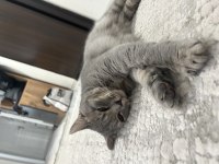 8 aylık british shorthair