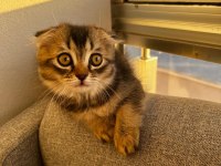 Oyuncu scottish fold yavrumuz
