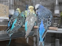 Show JUMBO Muhabbet kuşu