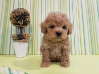 F2 Maltipoo Yavruları