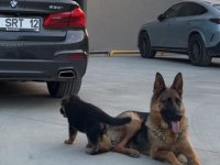 4 aylık alman kurdu prenses ömürlük yuvasını arıyor
